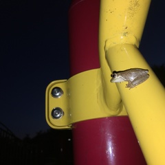 Osteopilus septentrionalis