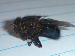 Calliphora quadrimaculata