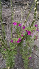 Calibrachoa linoides