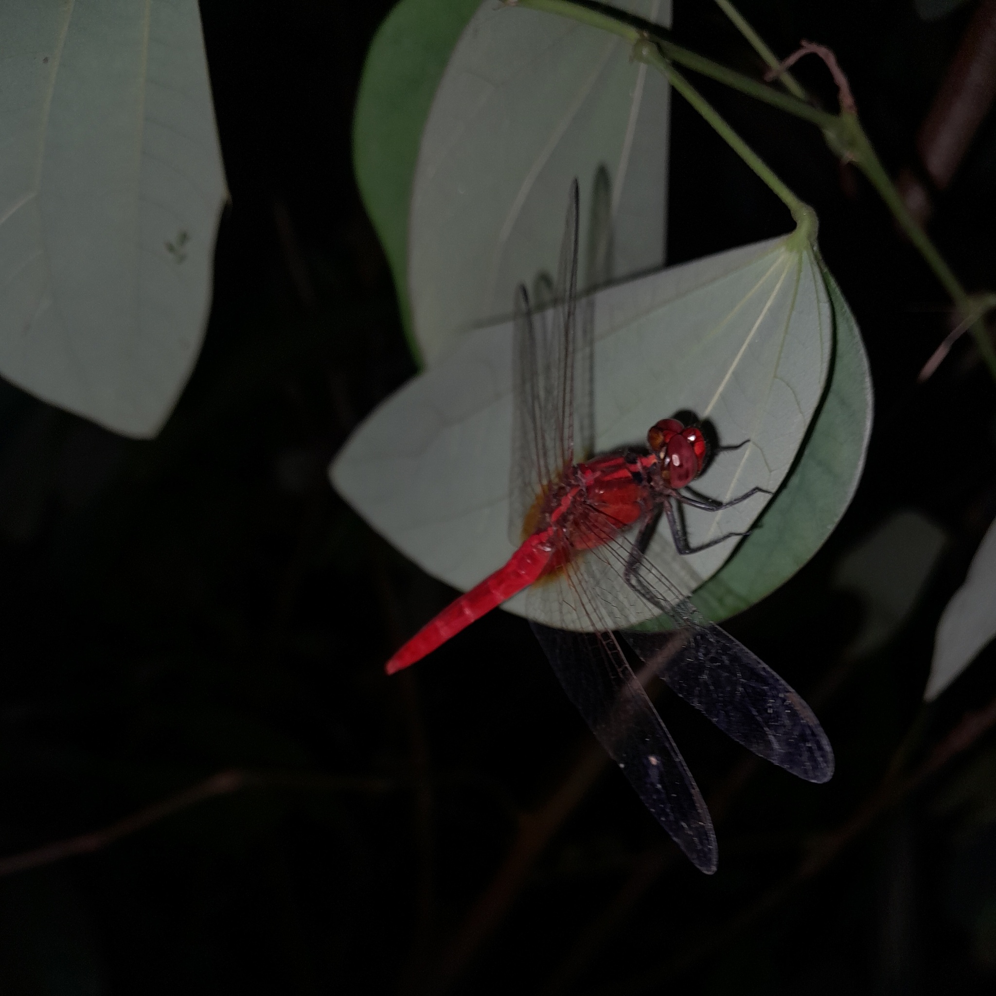 Rufous Marsh Glider