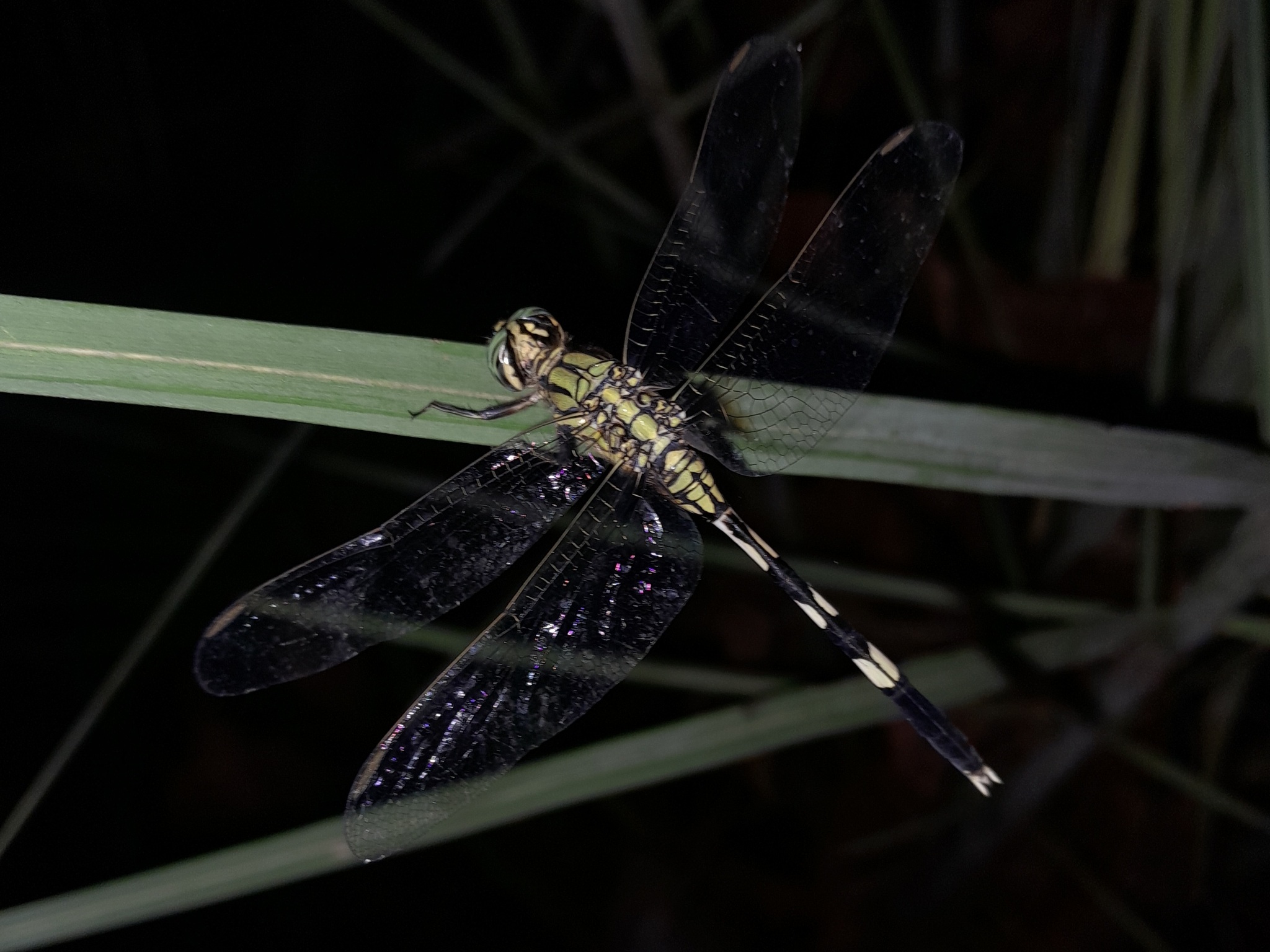 Slender Skimmer