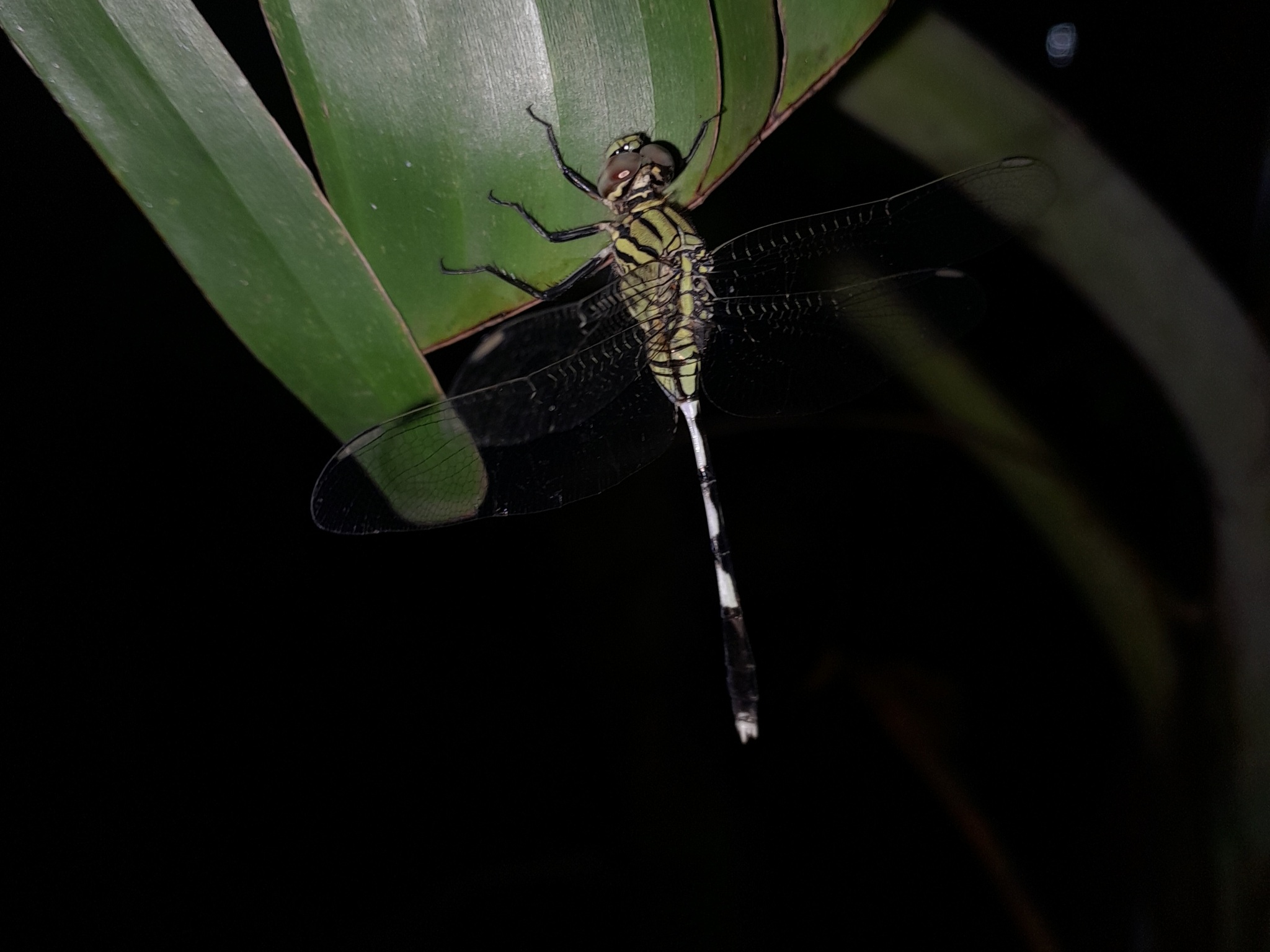Slender Skimmer