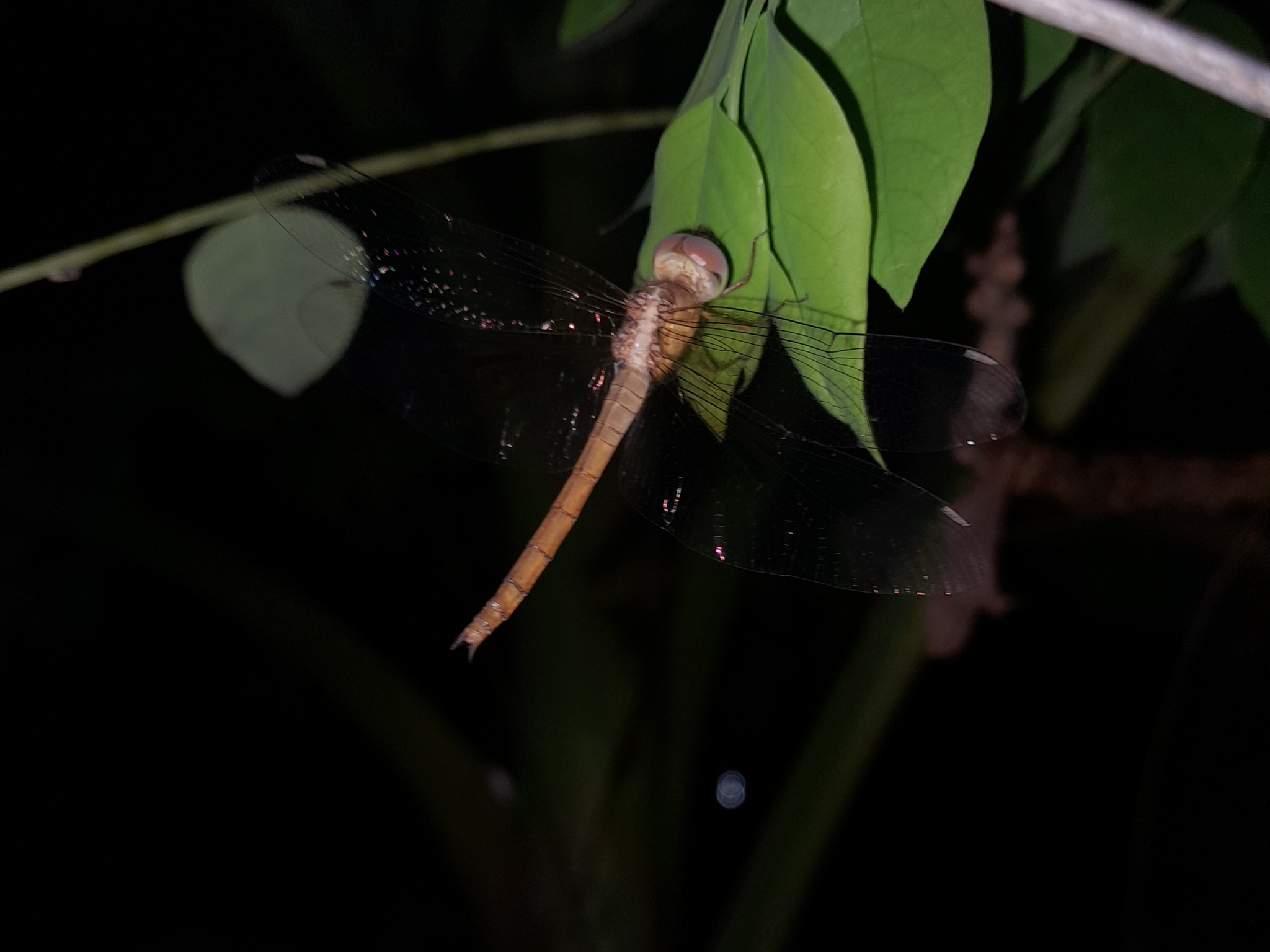 Coral-Tailed Cloudwing