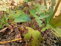 Insecta