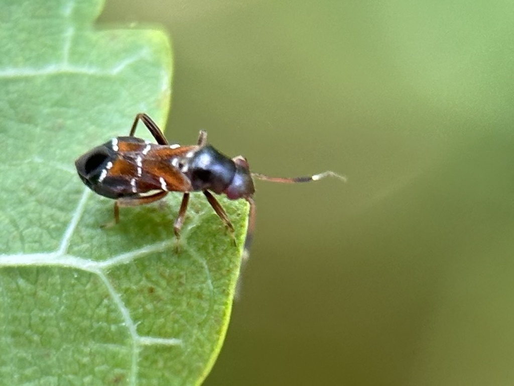 Pilophorus pseudoperplexus