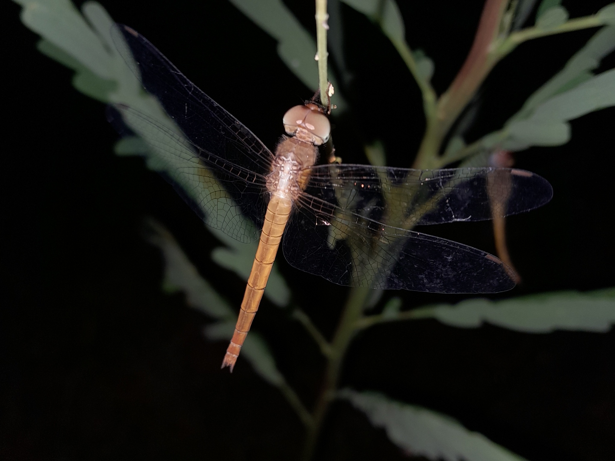 Coral-Tailed Cloudwing