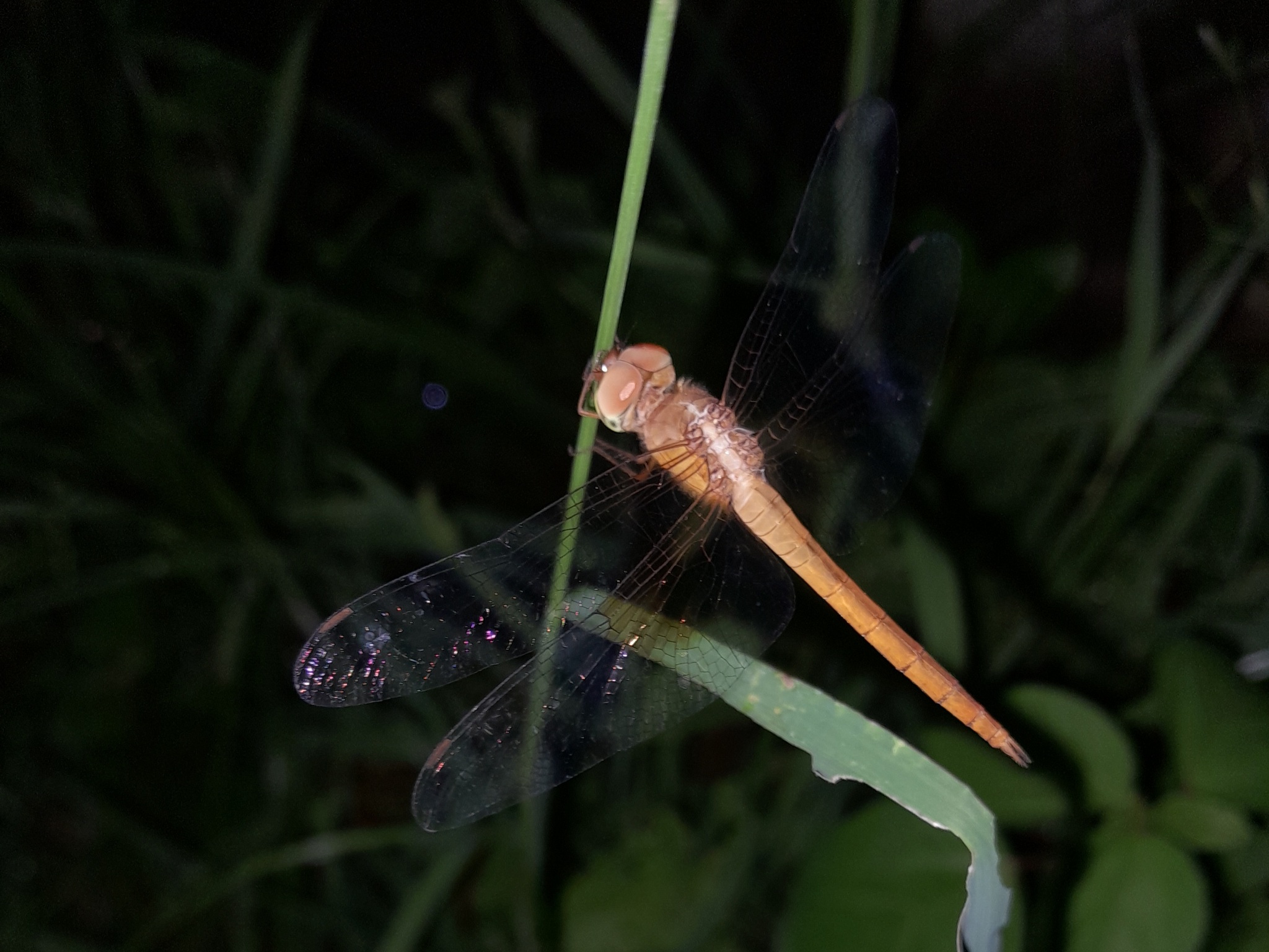 Coral-Tailed Cloudwing