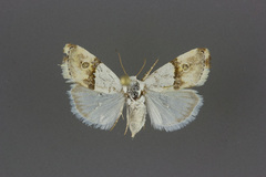 Ponometia elegantula