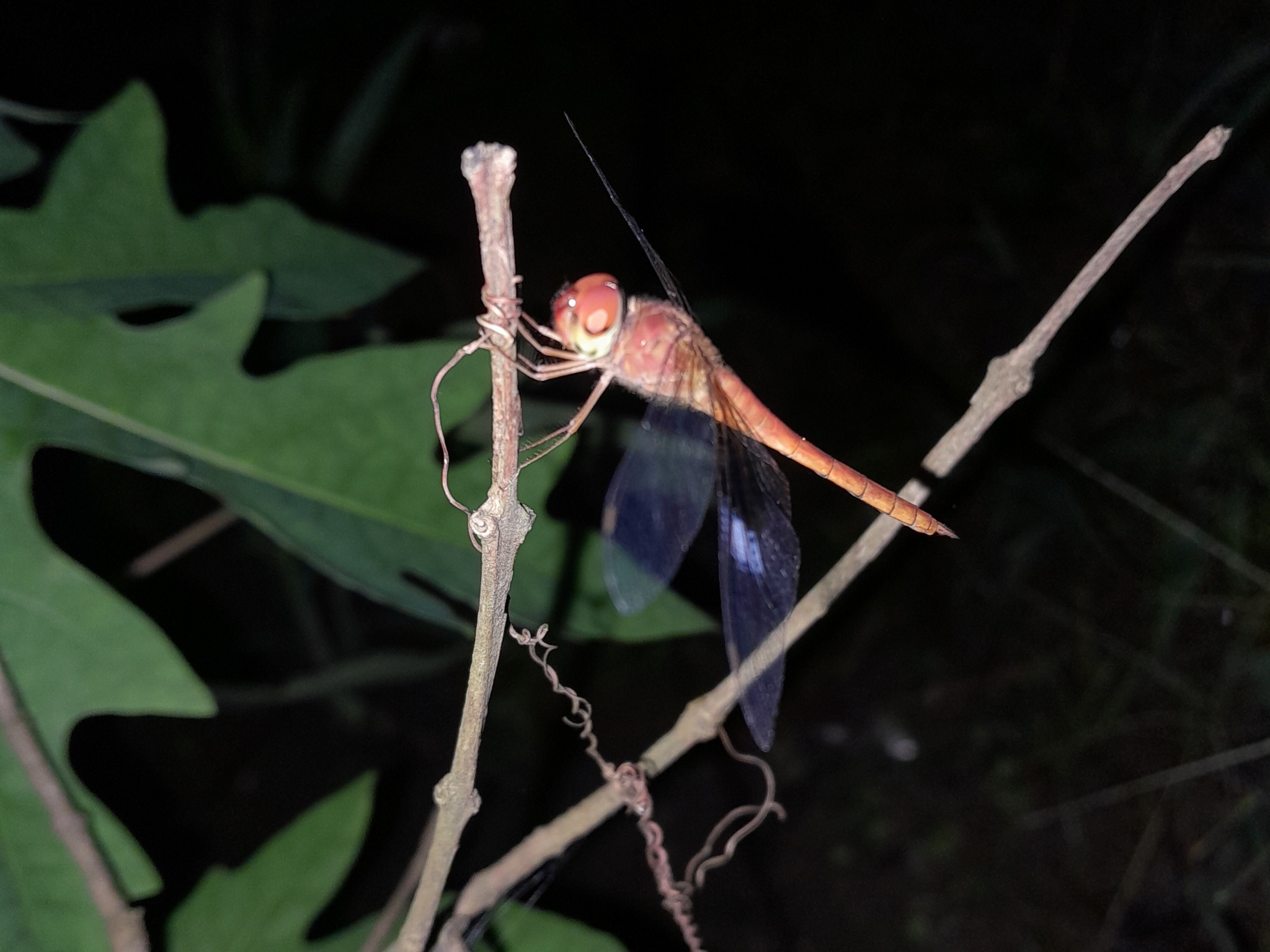 Coral-Tailed Cloudwing