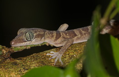 Wangkulangkul's Bent-Toed Gecko photo 2