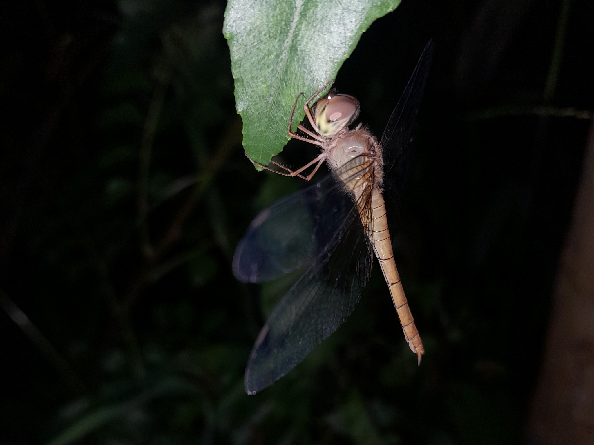 Coral-Tailed Cloudwing