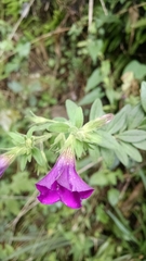 Calibrachoa excellens