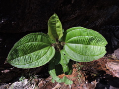 Miconia tococa