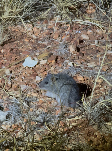Long-haired Rat