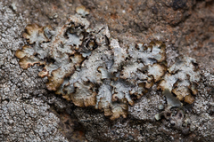 Punctelia stictica