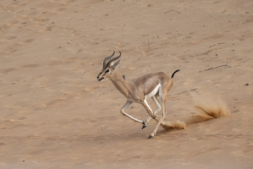 Arabian Gazelle