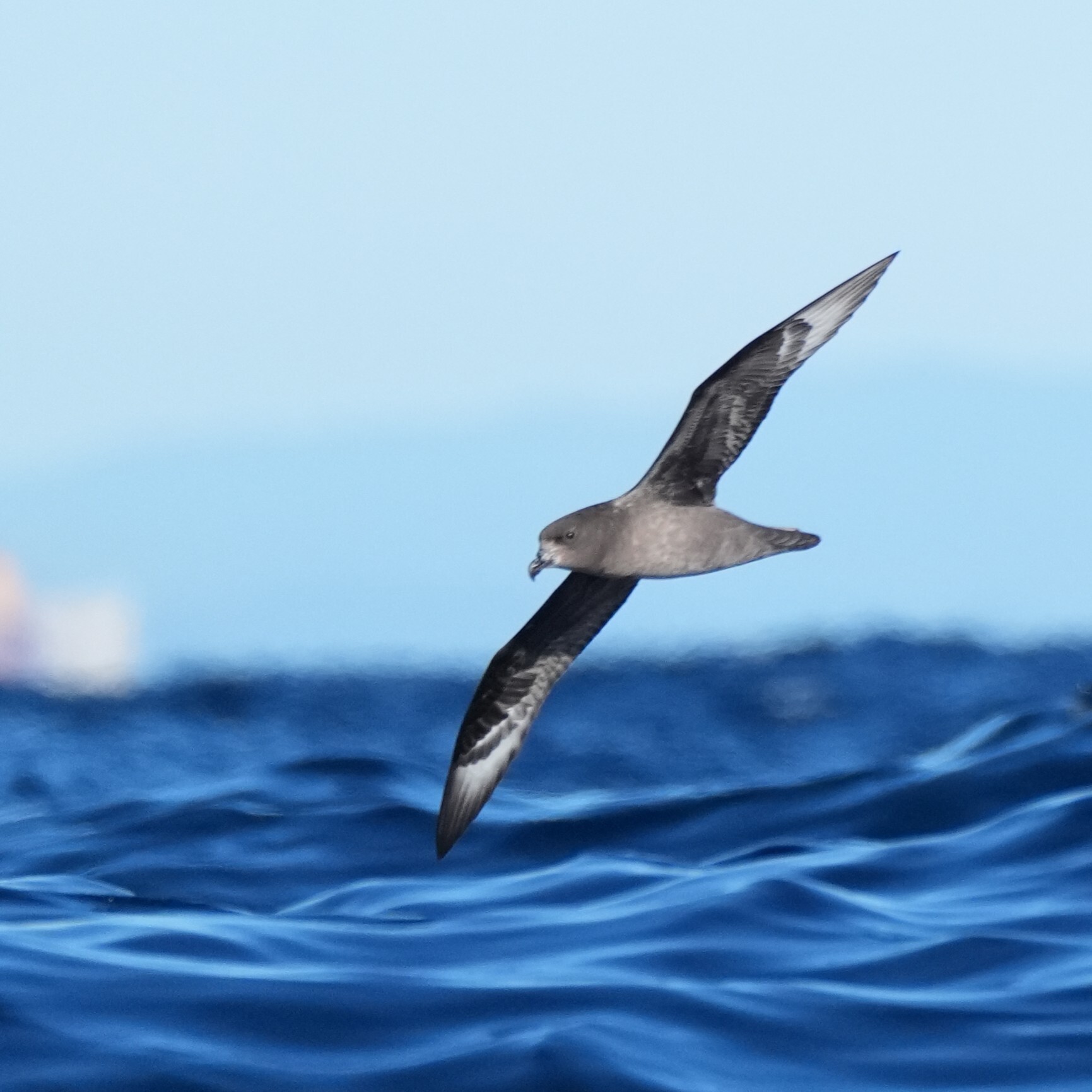 Providence Petrel (Pterodroma solandri), photo 7