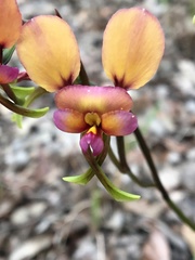 Diuris longifolia
