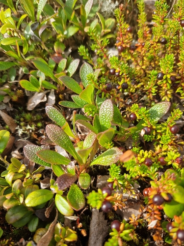 alpine bearberry