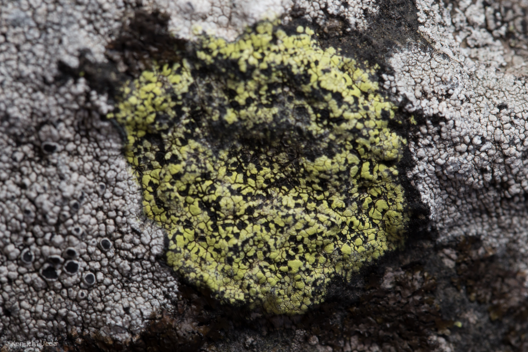 Rhizocarpon lecanorinum image