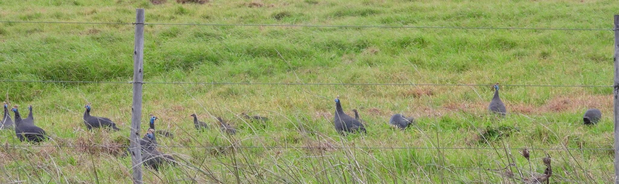 Helmeted Guineafowl
