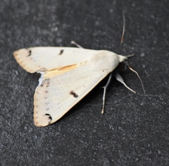 Ophiusa parcemacula