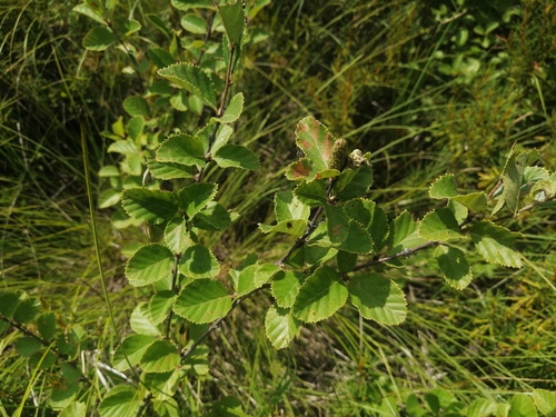 Middendorf's Spreading Birch (Betula divaricata)