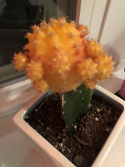 Trichocereeae