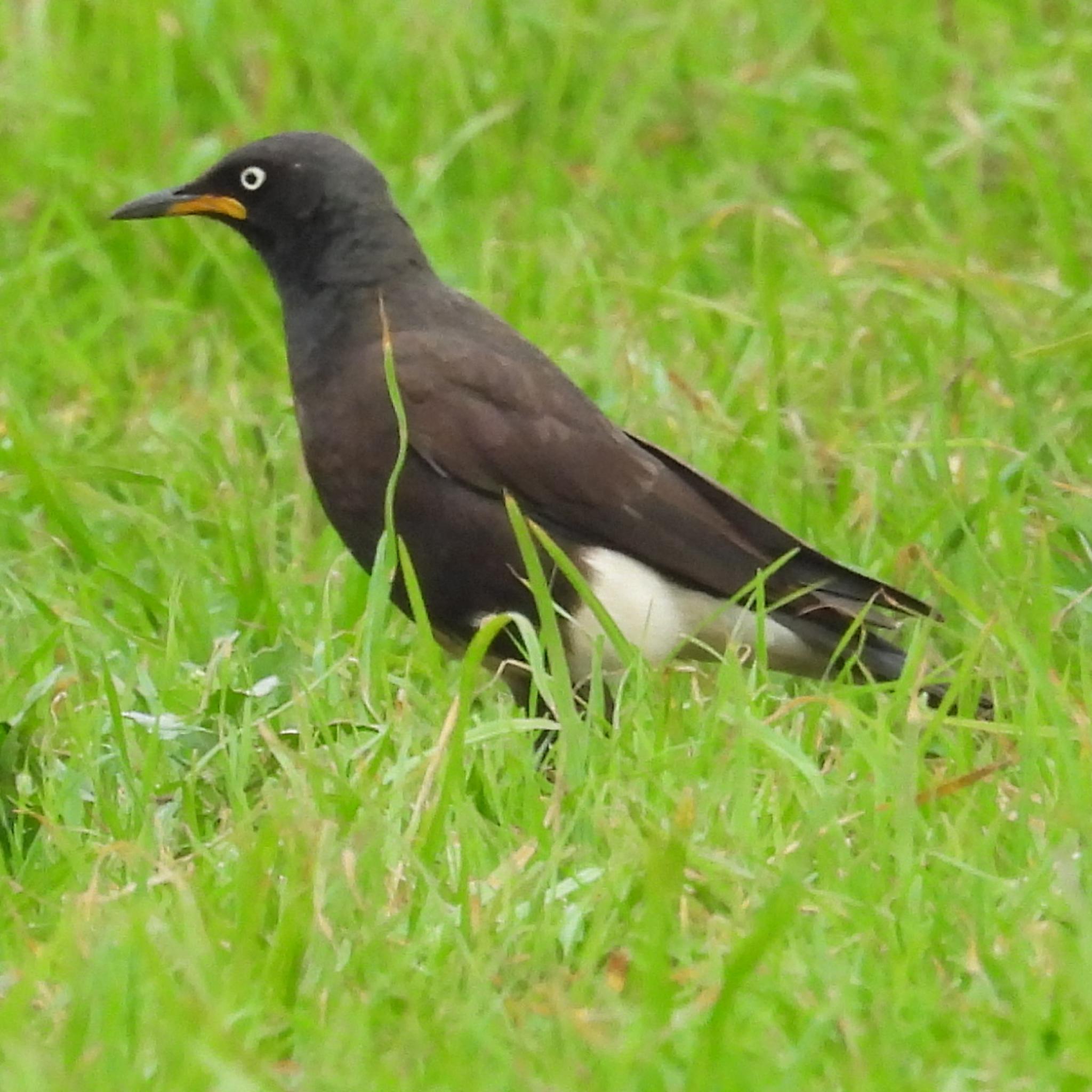 African Pied Starling (Lamprotornis bicolor)