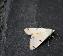 Ophiusa parcemacula