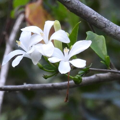 Turraea obtusifolia, photograph 1