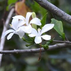Turraea obtusifolia, photograph (c) Henry de Lange, some rights reserved (CC BY)