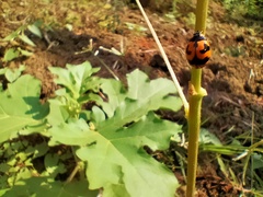 Coccinella transversalis