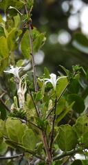 Turraea obtusifolia, photograph (c) Henry de Lange, some rights reserved (CC BY)