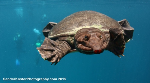 Florida Softshell Turtle