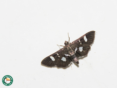 Desmia deploralis