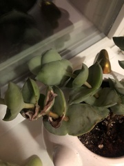 Pachyphytum
