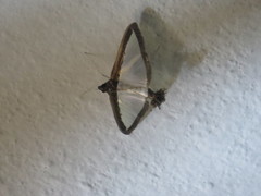 Diaphania hyalinata