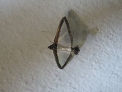 Diaphania hyalinata