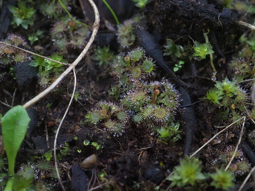 Drosera modesta