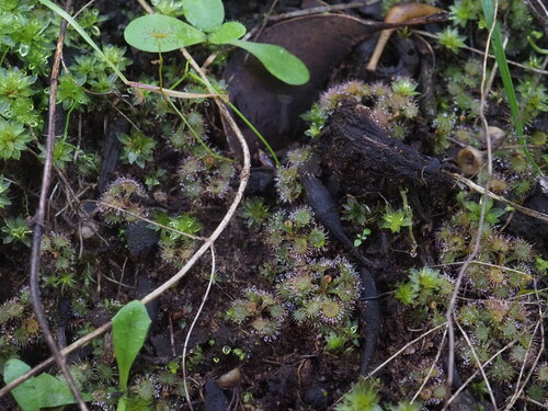 Drosera modesta