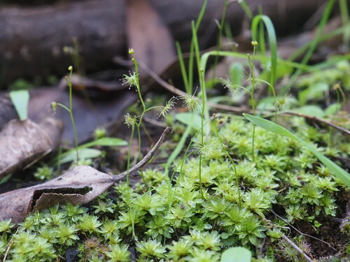 Drosera modesta