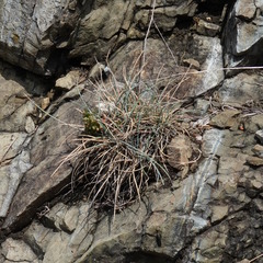 Festuca pallens, photograph (c) Patrick Hacker, some rights reserved (CC BY)