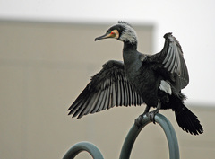 Phalacrocorax carbo hanedae