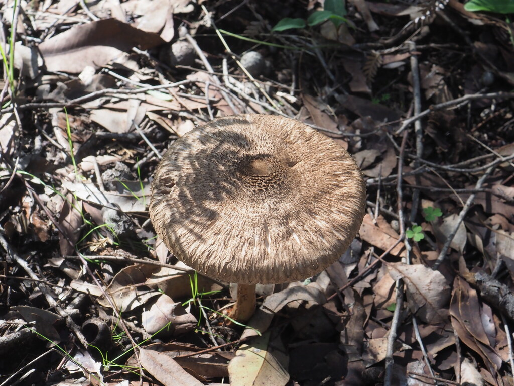 Macrolepiota clelandii · July 2025 · photo: © hugo_innes (iNaturalist, cc-by)