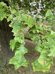 Quercus