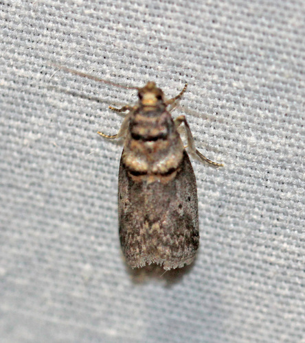 Hickory Shoot Borer Moth and Allies photo 2