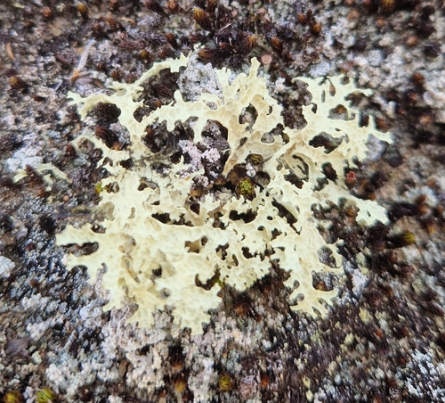 Crinkled Snow Lichen
