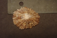 Patella aspera
