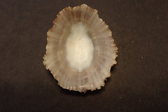 Patella aspera